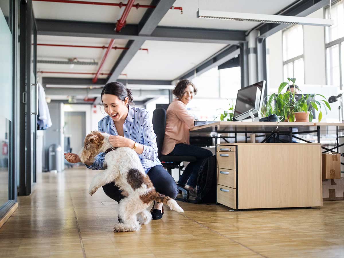 llevar al perro a la oficina un beneficio para todos en la era post-pandemia